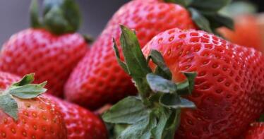 Investigadores andaluces estudian los beneficios del consumo de fresas en la salud menstrual