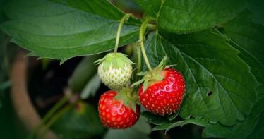 Desarrollan envases sostenibles a partir de residuos de la cosecha del tomate y la fresa