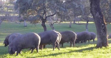 Una explotación sevillana, finalista en los Premios Porc d’Or Ibérico por su modelo sostenible