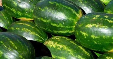 Innovación y tecnología en el sector del melón y la sandía de la mano de Brandt