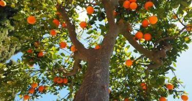 La cosecha de cítricos en Andalucía bajará un 13,5% respecto a la pasada campaña