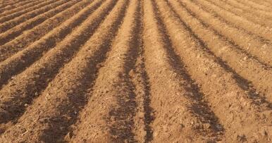 Del olivar de secano a los herbáceos: estos son los precios medios de las explotaciones en Andalucía