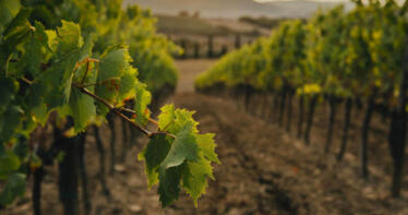 ¿Cómo evitar la propagación de enfermedades a la hora de podar la vid?