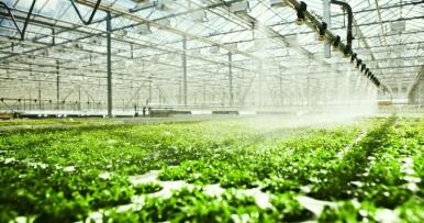 El control biológico impulsa las exportaciones agro de Almería, que suben un 40%