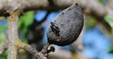 Declarada oficialmente en Granada la plaga de la avispilla del almendro