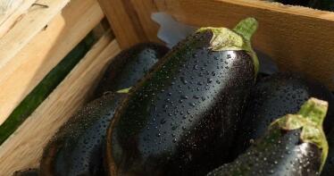 COAG Almería alerta sobre la grave crisis de precios que afecta a berenjena y calabacín