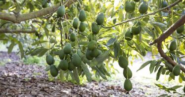 La araña marrón pone en peligro al cultivo del aguacate en Granada