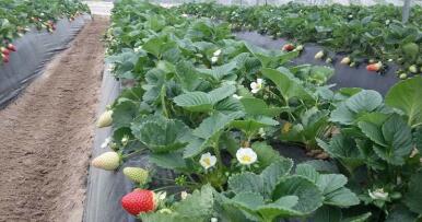 Cero químicos, energía solar y ahorro de agua: la producción onubense que triunfa