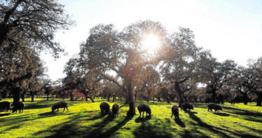 La DOP Los Pedroches constata ya que se están certificando en la comarca jamones con solo un 50% de raza ibérica