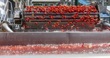 Inquietud en el cultivo del tomate por la falta de agua a su término