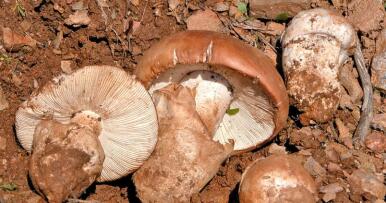 La sequía malogra la temporada del gurumelo en el suroeste andaluz