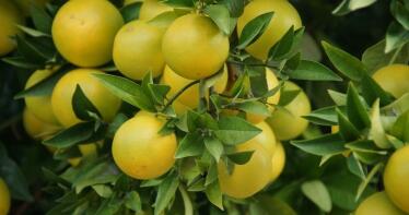Aplicar ozono y regar con aguas regeneradas, la fórmula perfecta para los cítricos