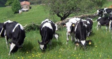 Sobre el vacuno en extensivo y el clima