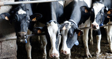 Fernando Adell: «Las granjas que no tenían generador todavía sufren los efectos del apagón»