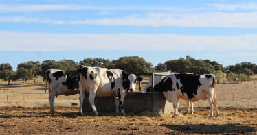 Andalucía prohíbe el movimiento de ganado bovino ante el avance de la dermatosis nodular contagiosa