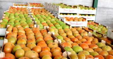 Así ha afectado la sequía a la producción del «bombón colorao» de Los Palacios