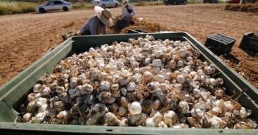 Ajos chinos que entran casi sin arancel y «falsamente» congelados: el sector pide soluciones a la UE