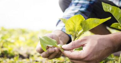 Paso adelante para las técnicas genómicas, pero no el último