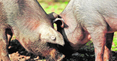 El precio del ibérico andaluz se mantiene firme frente a la crisis de la peste porcina