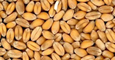 Los precios de los cereales siguen bajando con la vista puesta en el grano de Ucrania