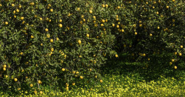 Asaja Almería alerta de una caída del 17% en la producción de cítricos debido a la falta de agua y los altos costes