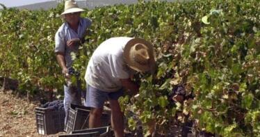 Europa quiere relanzar el sector del vino con menos oferta y nuevos «sin alcohol»