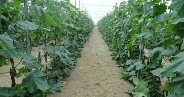 Grave crisis: Las hortalizas almerienses se pagan a la mitad de su precio habitual