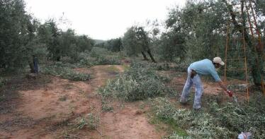 La nueva PAC en cifras: a España le ‘tocan’ 79.9000 millones en el reparto, un 20% menos