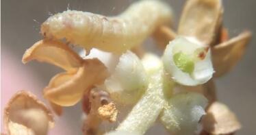 En plena cosecha de aceituna, ya hay que prevenir la polilla del olivo para la próxima campaña