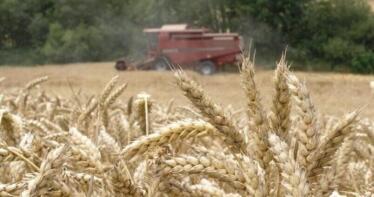 El cereal andaluz no remonta pese a una buena cosecha