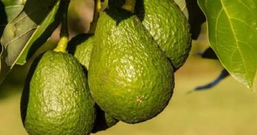 El Ministerio oficializa la Interprofesional del aguacate y el mango