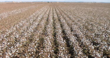 Se han perdido casi 20.000 hectáreas de algodón en Andalucía en tan solo cinco años