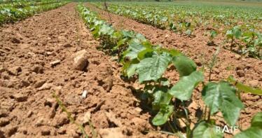 La escasa dotación de riego condicionará la campaña algodonera