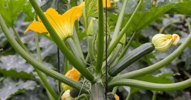 El calabacín a 11 céntimos: el drama que está hundiendo a los agricultores almerienses