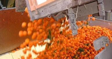 El campo, el gran indiferente