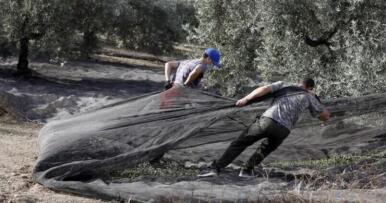 La vecería, la sequía y las olas de calor presagian una caída del 50% en la cosecha de aceitunas