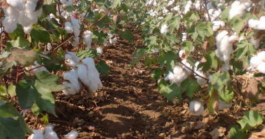 El algodón y los mercados de futuros