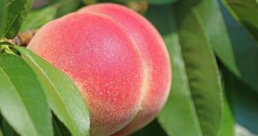 Las frutas de hueso adaptan su potencial productivo a las demandas de los consumidores