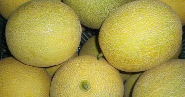 Se hunden los precios de melón y sandía en una semana clave para el campo almeriense