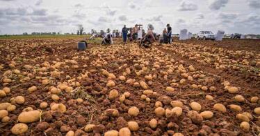 Supermercados apuestan por patatas extranjeras mientras la producción nacional espera en sacas