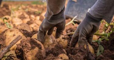 El futuro negro de la patata: en jaque por las plagas y la falta de semillas