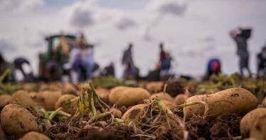 Crecen un 600% las importaciones de patata de Egipto, la gran amenaza para el sector