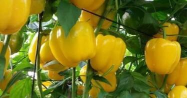 Los focos de panderola se expanden por las parcelas de Almería