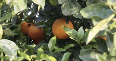 Ya está abierto el plazo para contratar el seguro de cítricos