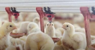 Denuncian un «incumplimiento masivo» de la ley de la cadena alimentaria en el sector avícola