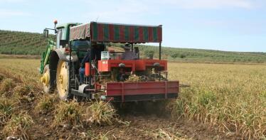 Arranca la recogida del ajo en Córdoba con buenas previsiones