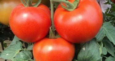 Almería, Países Bajos y Marruecos: el mercado del tomate europeo se está jugando a tres bandas