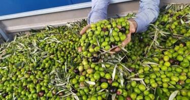 Exigen que se revise el aforo de la Junta ante los bajos rendimientos de la aceituna en Jaén