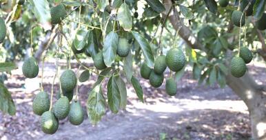 El 95% de los aguacates que venderá Mercadona durante la campaña nacional en 2026 será de origen andaluz