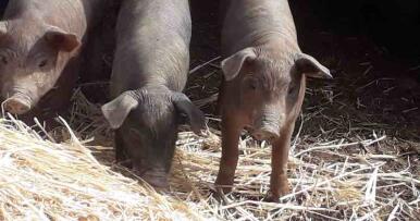 La DOP Jabugo amortigua el impacto de la peste porcina y confía en que se recupere la normalidad comercial